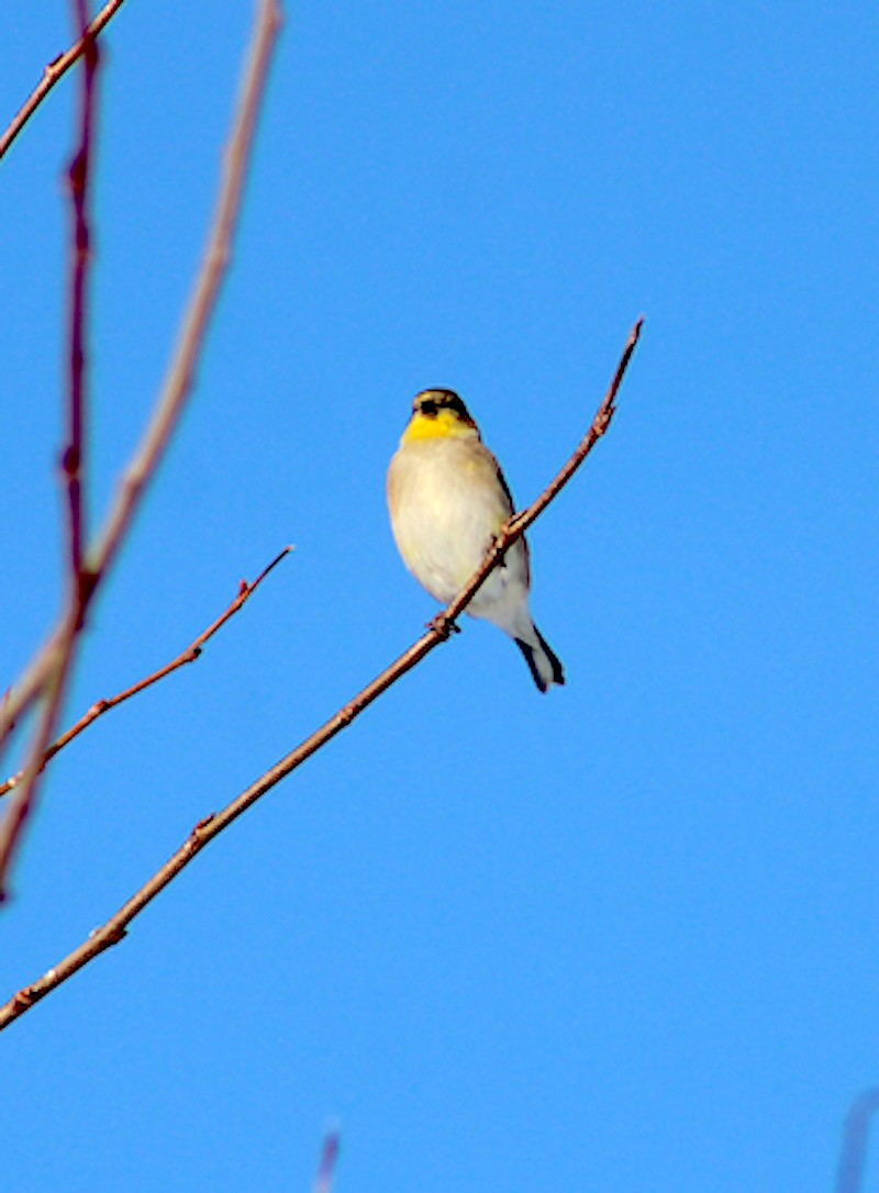 American Goldfinch - Linda Smith