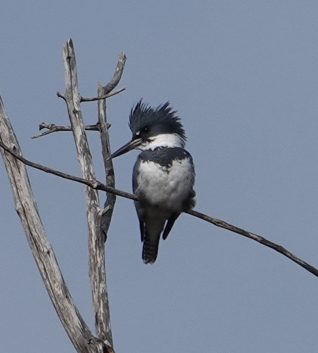 Belted Kingfisher - ML614650755