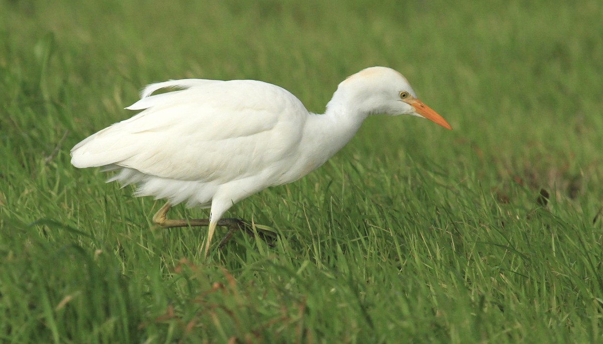 Western Cattle Egret - Esme Rosen