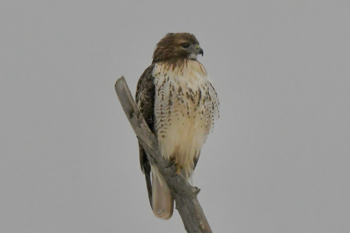 Red-tailed Hawk - ML614650884