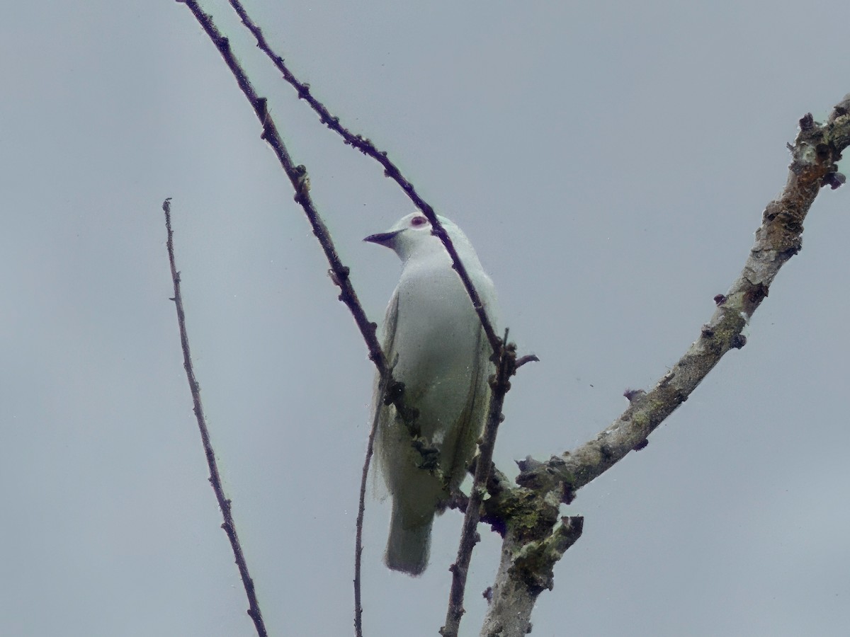 Cotinga Blanco - ML614650921