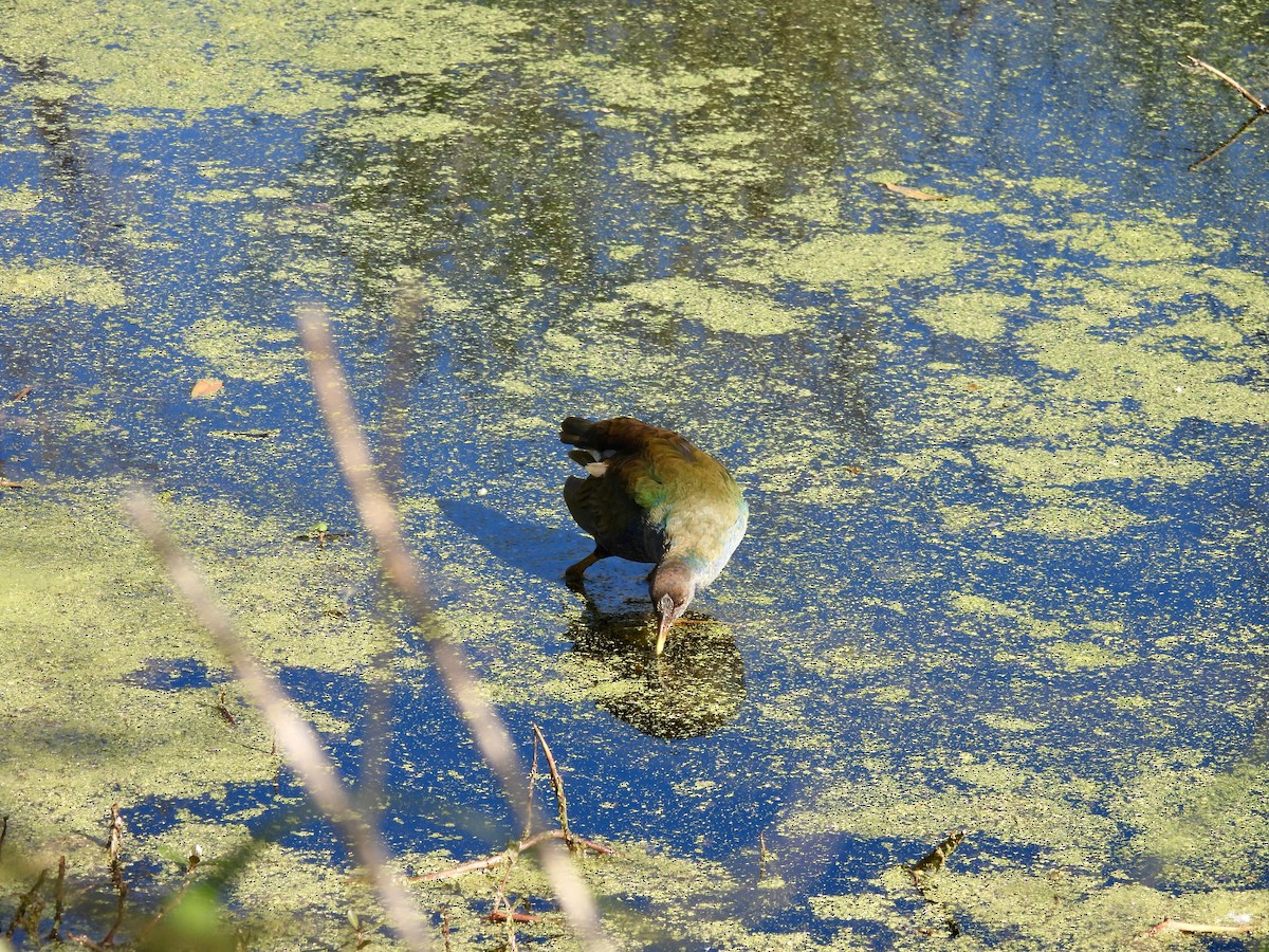 Purple Gallinule - ML614650933