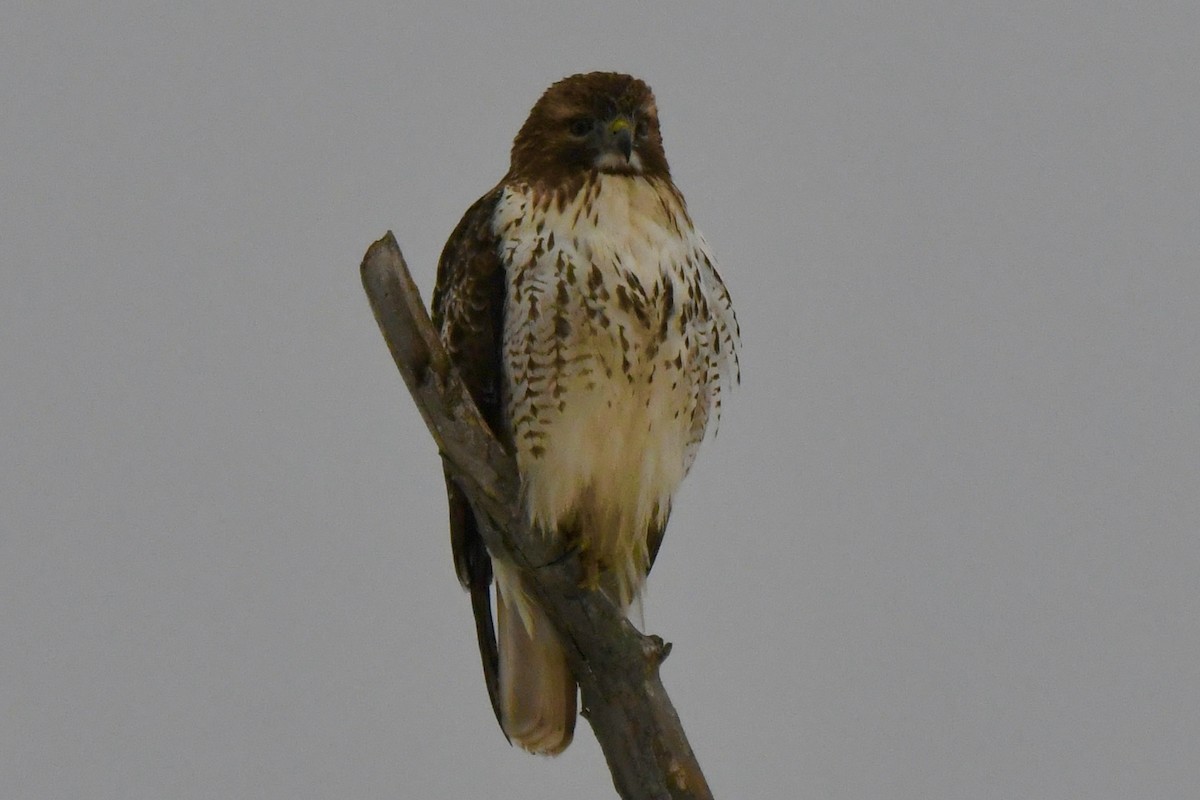Red-tailed Hawk - ML614650960