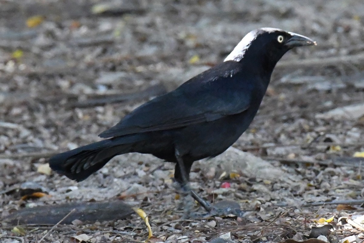 Greater Antillean Grackle - ML614650968