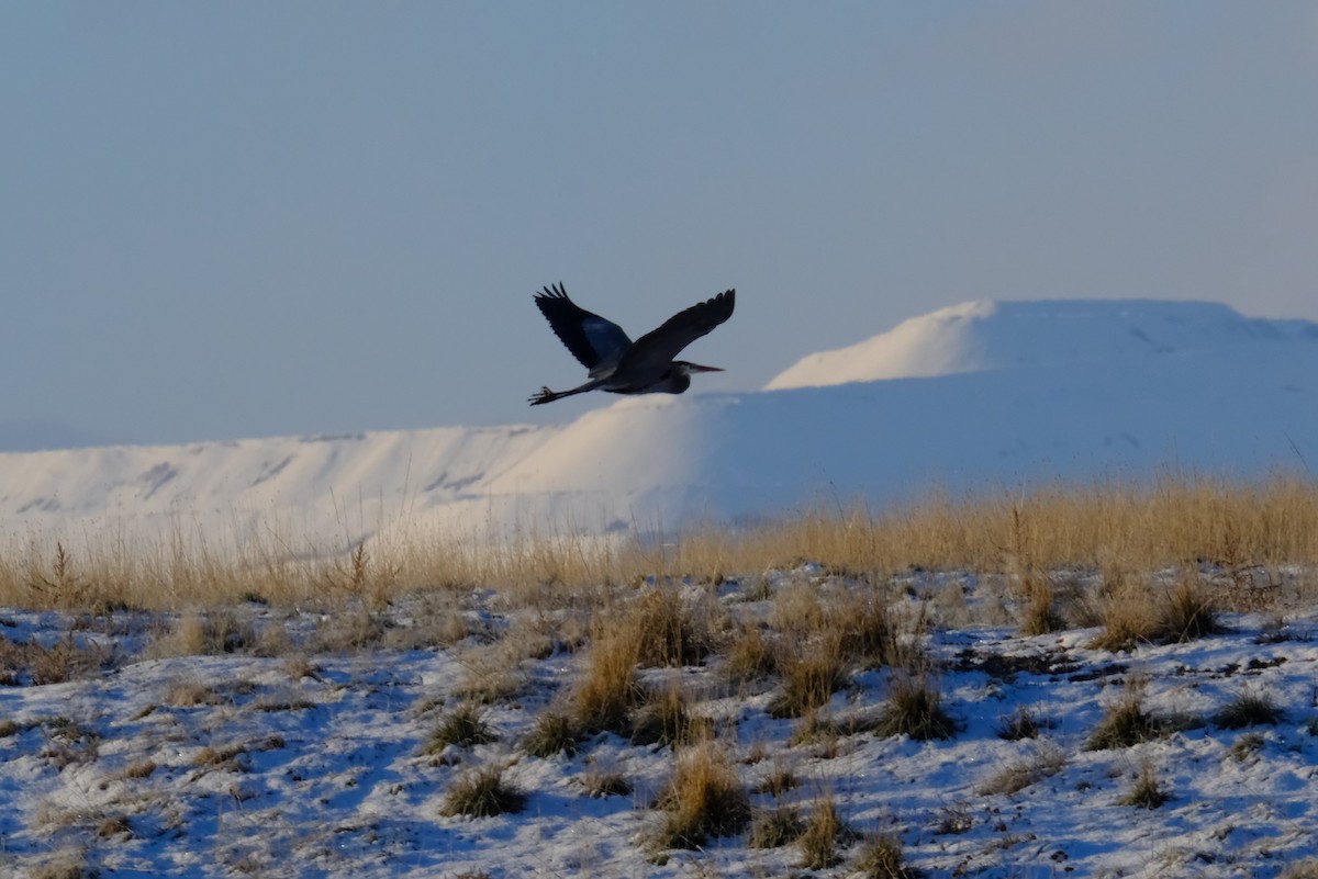 Great Blue Heron - ML614650977