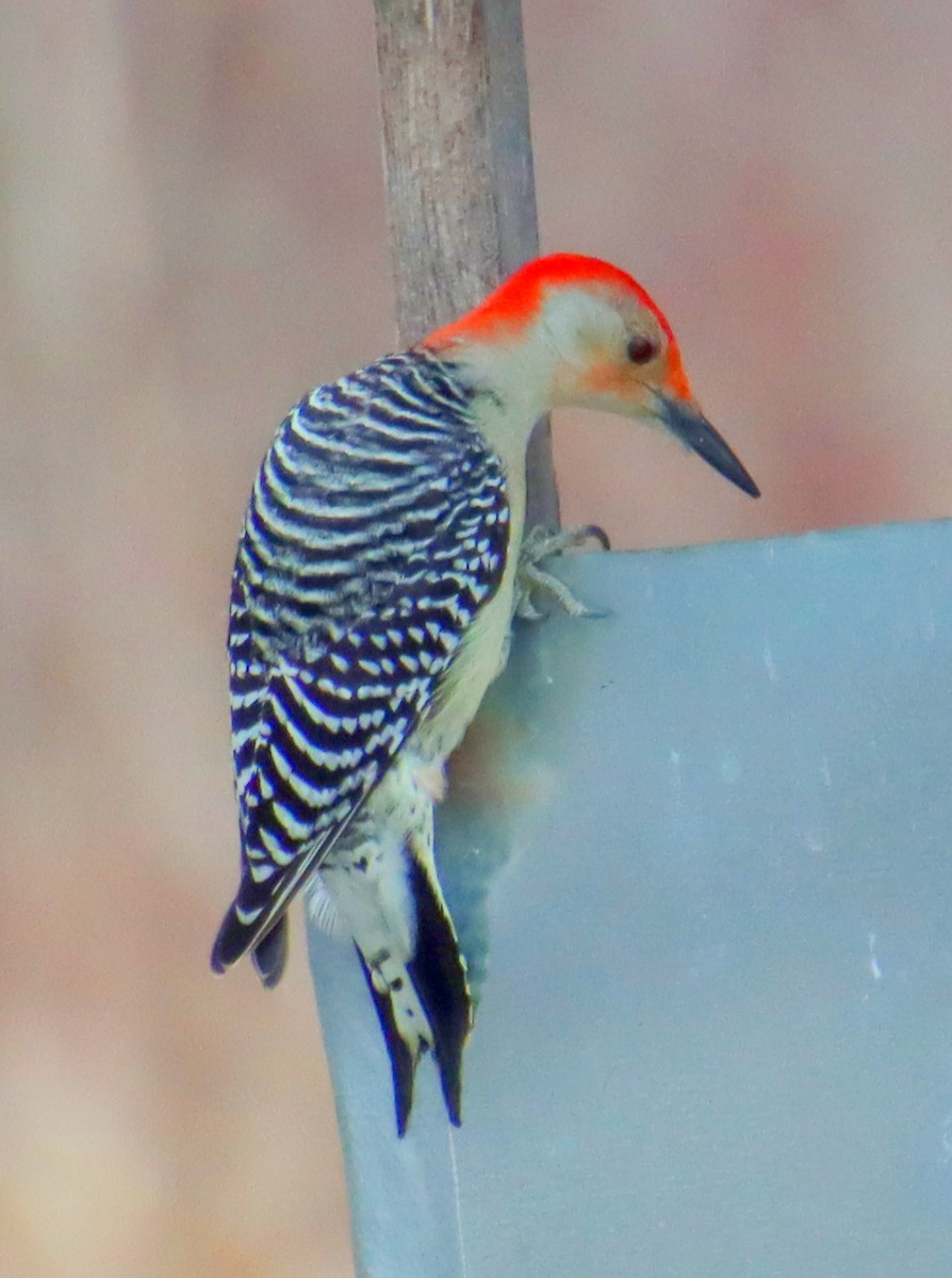 Red-bellied Woodpecker - denise simonl