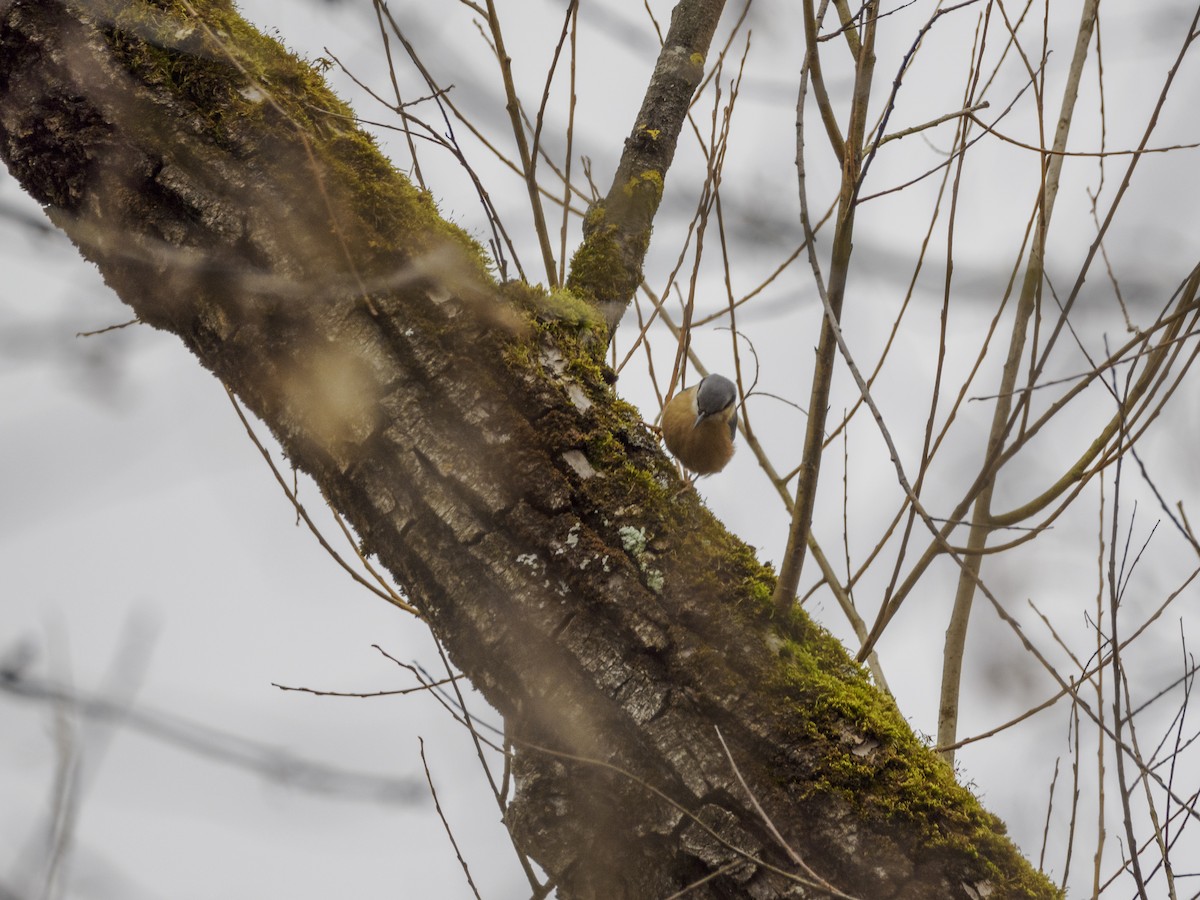 Eurasian Nuthatch - ML614651024