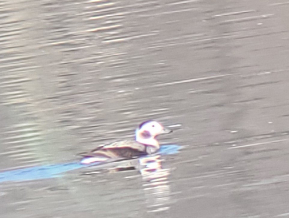 Long-tailed Duck - ML614651042