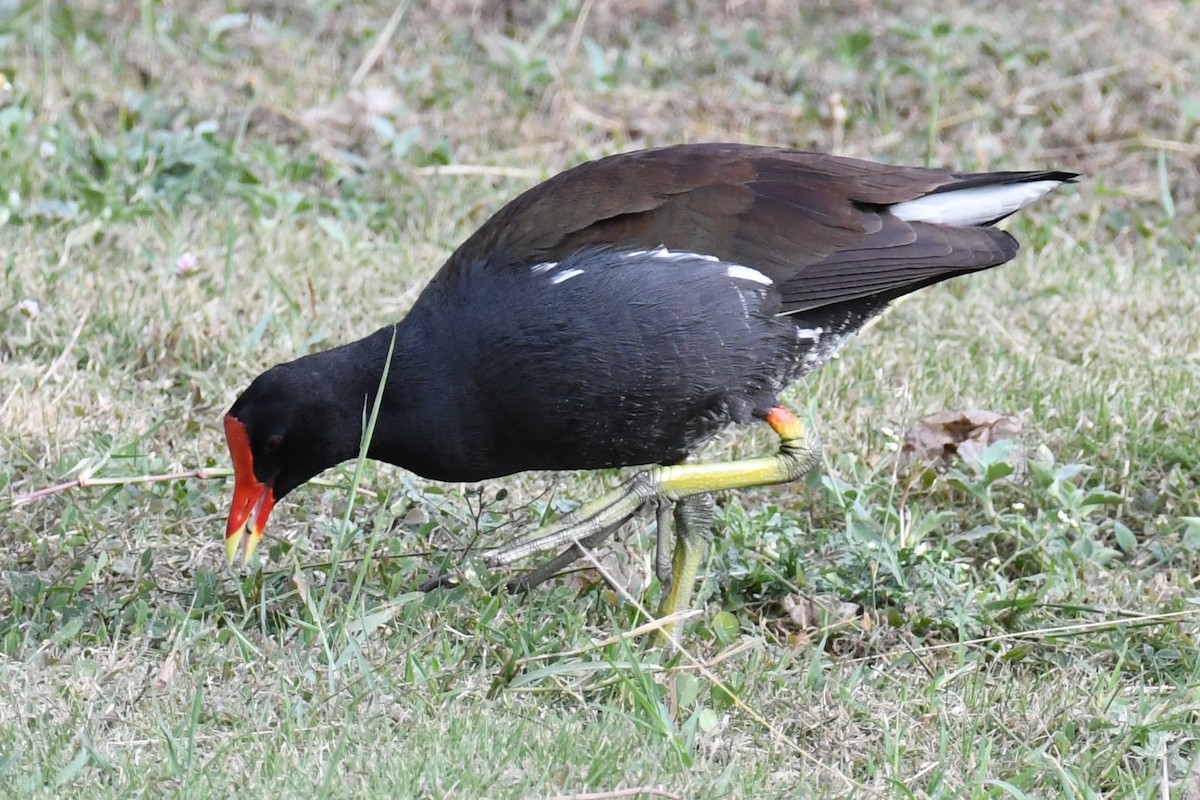 Common Gallinule - ML614651051