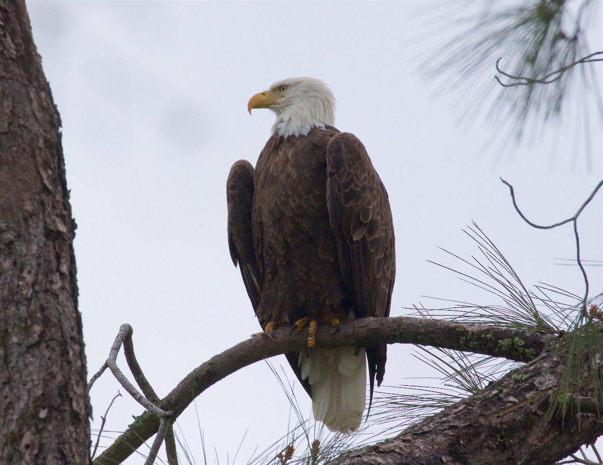 Bald Eagle - Ed Harper