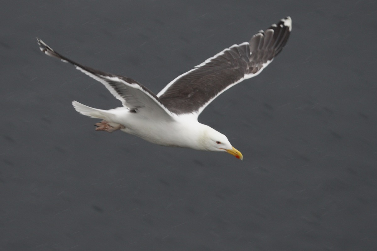 Great Black-backed Gull - ML614651146