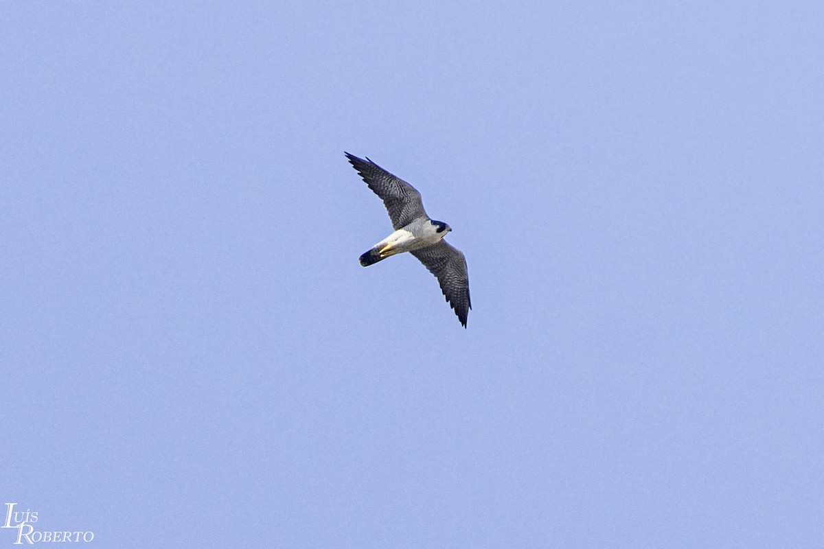 Peregrine Falcon - ML614651148