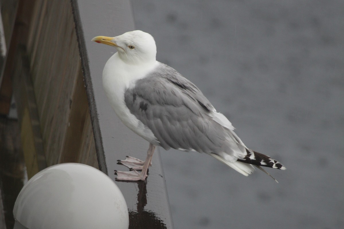 Goéland argenté - ML614651273