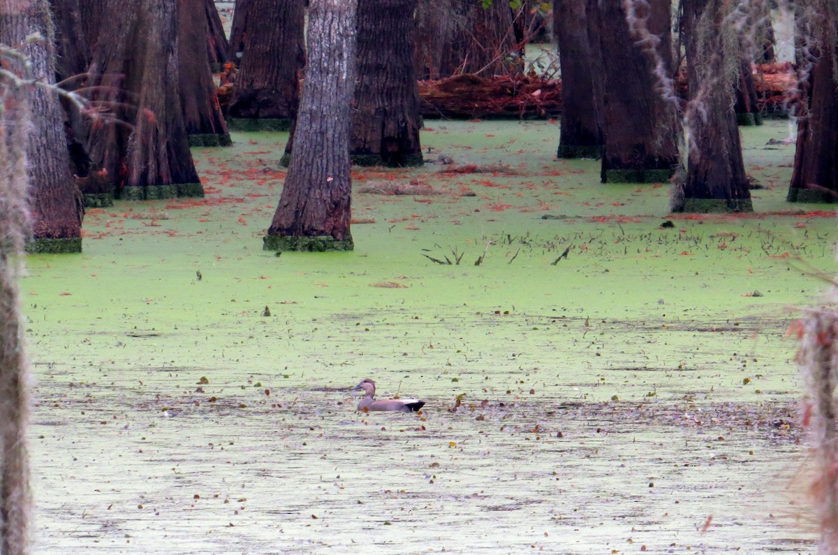 Gadwall - ML614651380