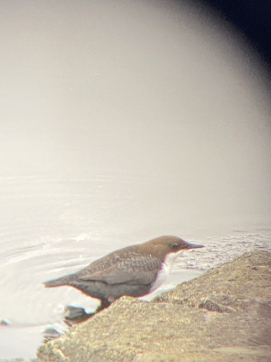 White-throated Dipper - ML614651384