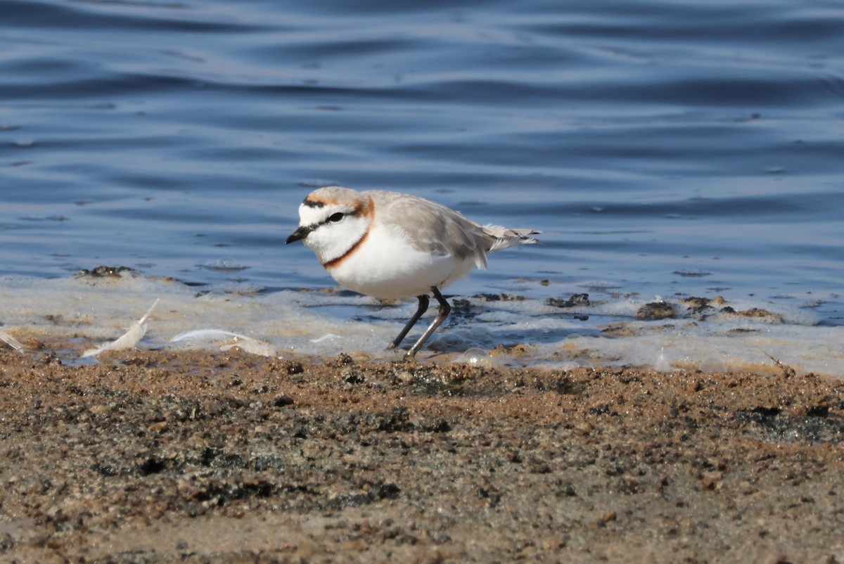 Chestnut-banded Plover - ML614651446