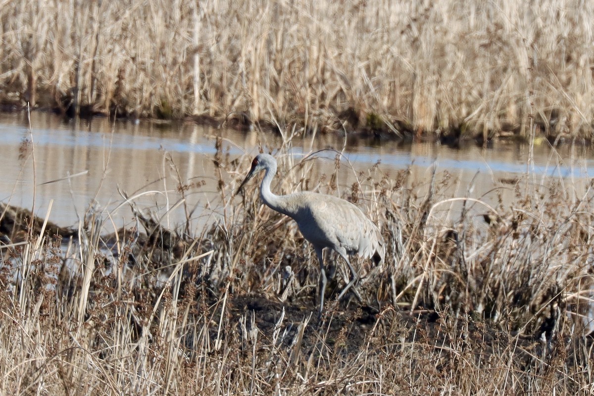 Sandhill Crane - ML614651461