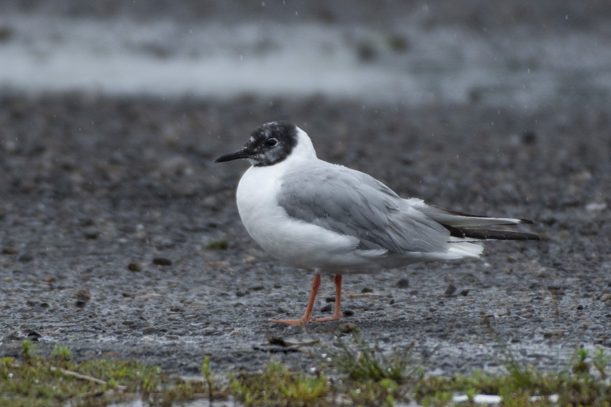 Bonaparte's Gull - ML614651503