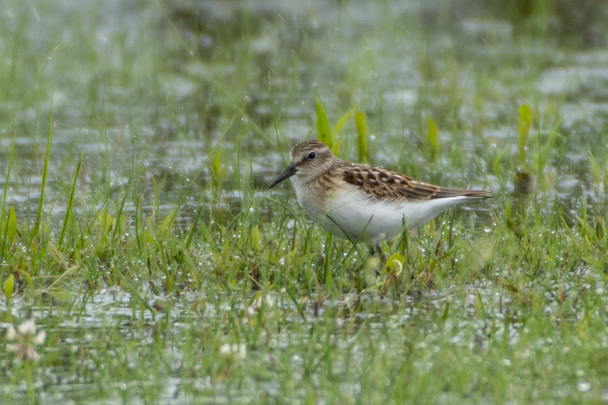 Least Sandpiper - ML614651517