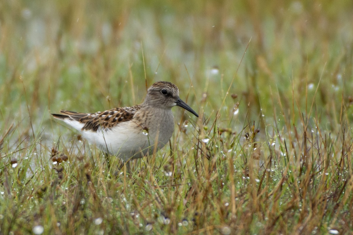 Least Sandpiper - ML614651519