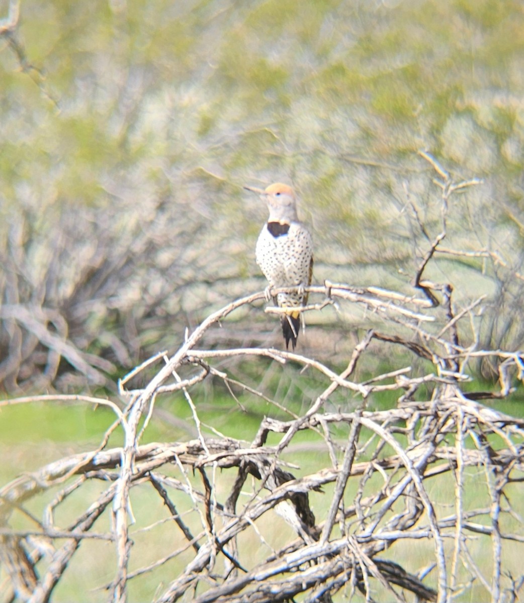 Gilded Flicker - ML614651529