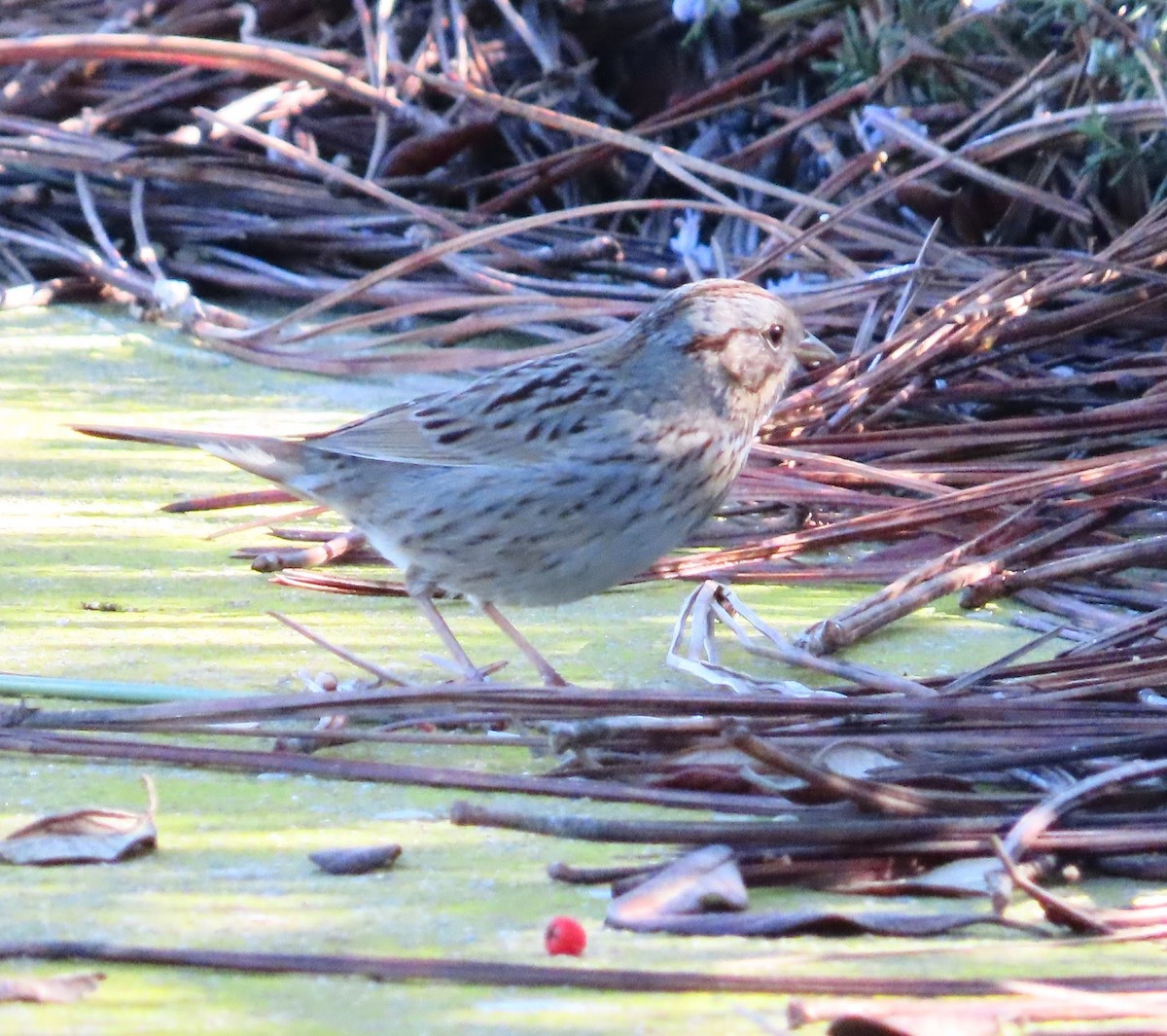 Lincoln's Sparrow - ML614651568