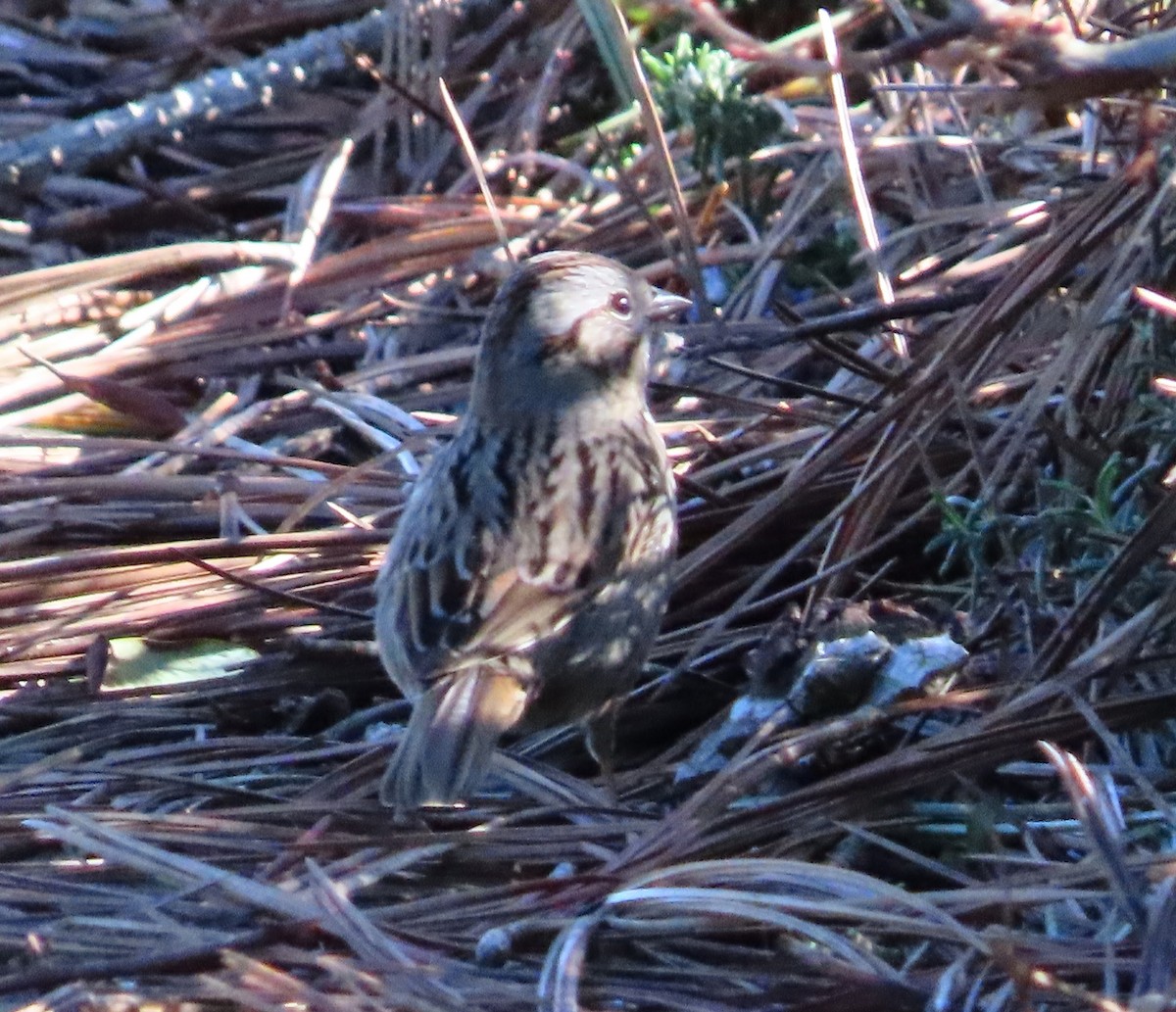 Lincoln's Sparrow - ML614651589