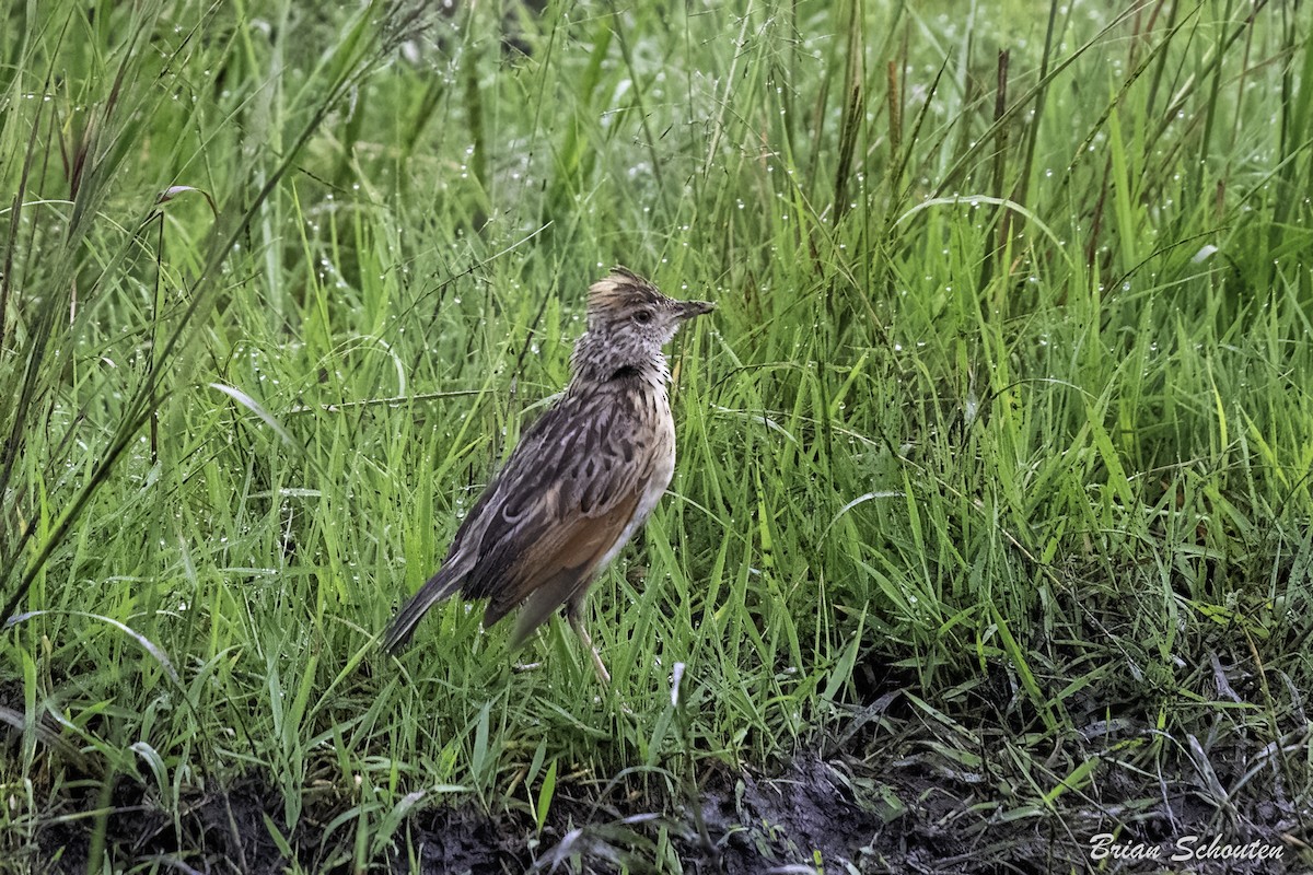 Rufous-naped Lark - ML614651599