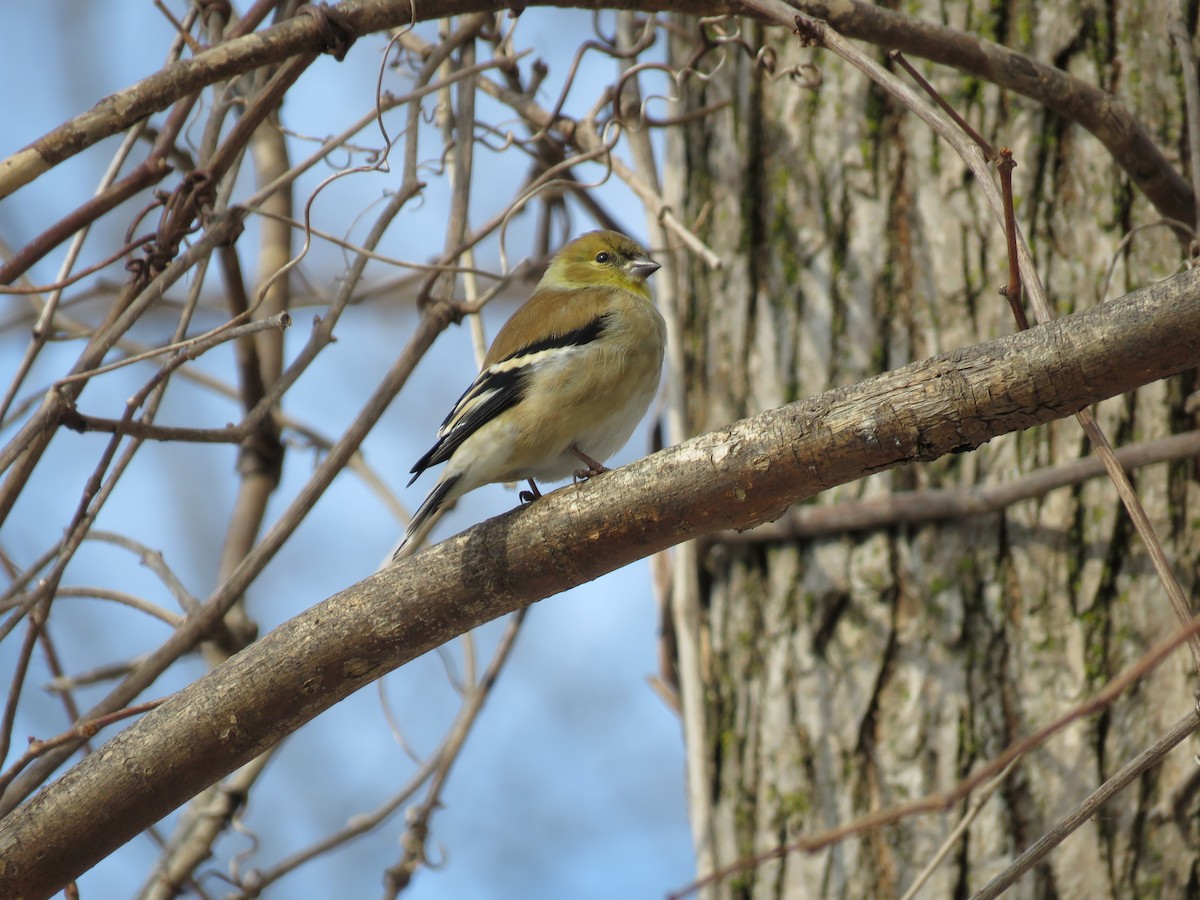 American Goldfinch - ML614651600