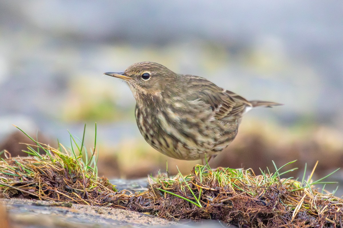 Rock Pipit - Louis Backstrom