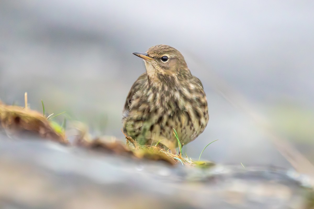 Rock Pipit - Louis Backstrom