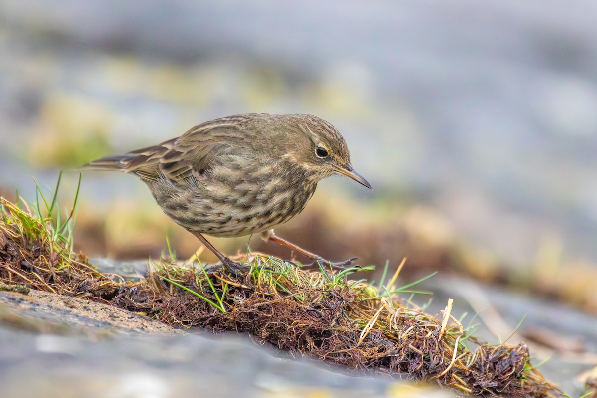 Rock Pipit - Louis Backstrom