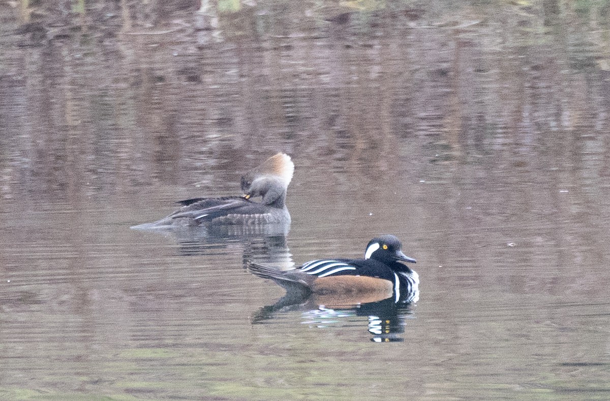 Hooded Merganser - Bryan Henson