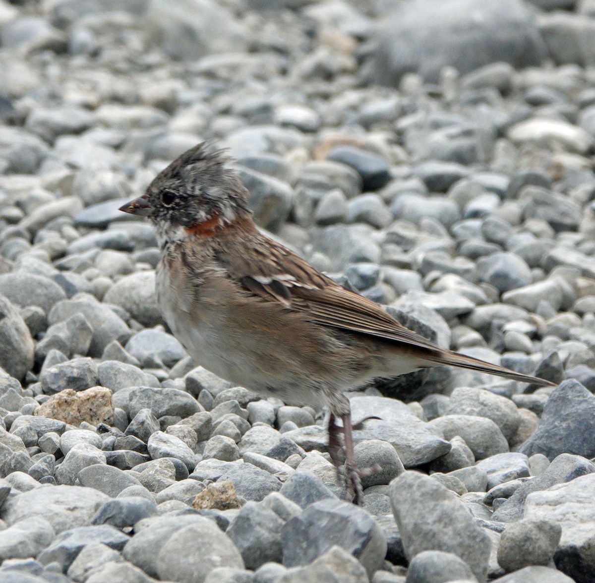 Rufous-collared Sparrow (Patagonian) - Richard Taylor