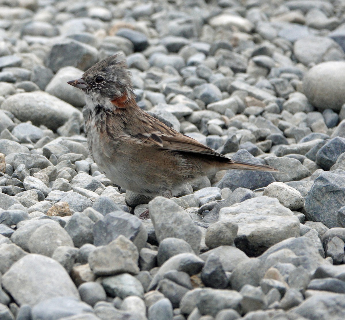 Rufous-collared Sparrow (Patagonian) - Richard Taylor
