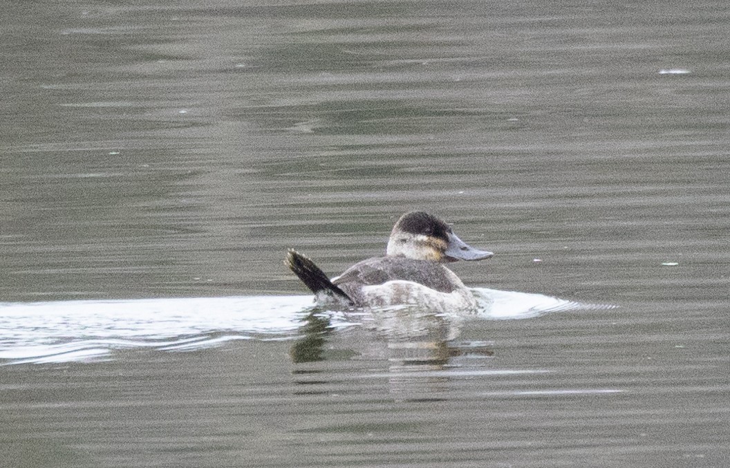 Ruddy Duck - Bryan Henson