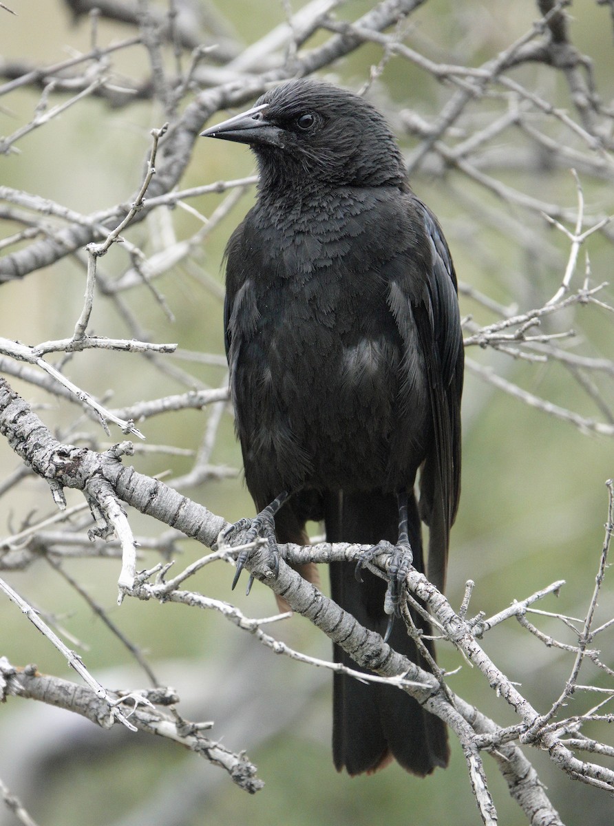 Austral Blackbird - Richard Taylor