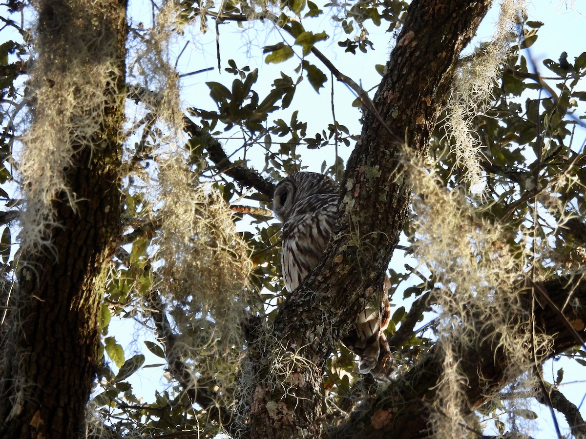 Barred Owl - ML614651769