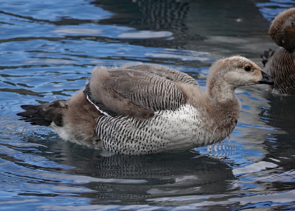 Upland Goose - Richard Taylor