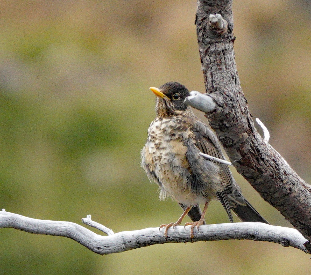 Austral Thrush - Richard Taylor