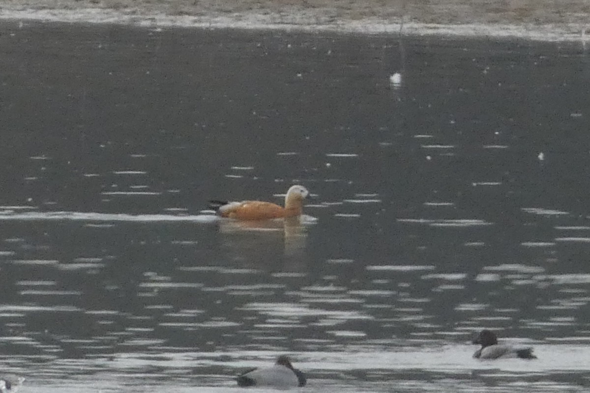 Ruddy Shelduck - ML614651815