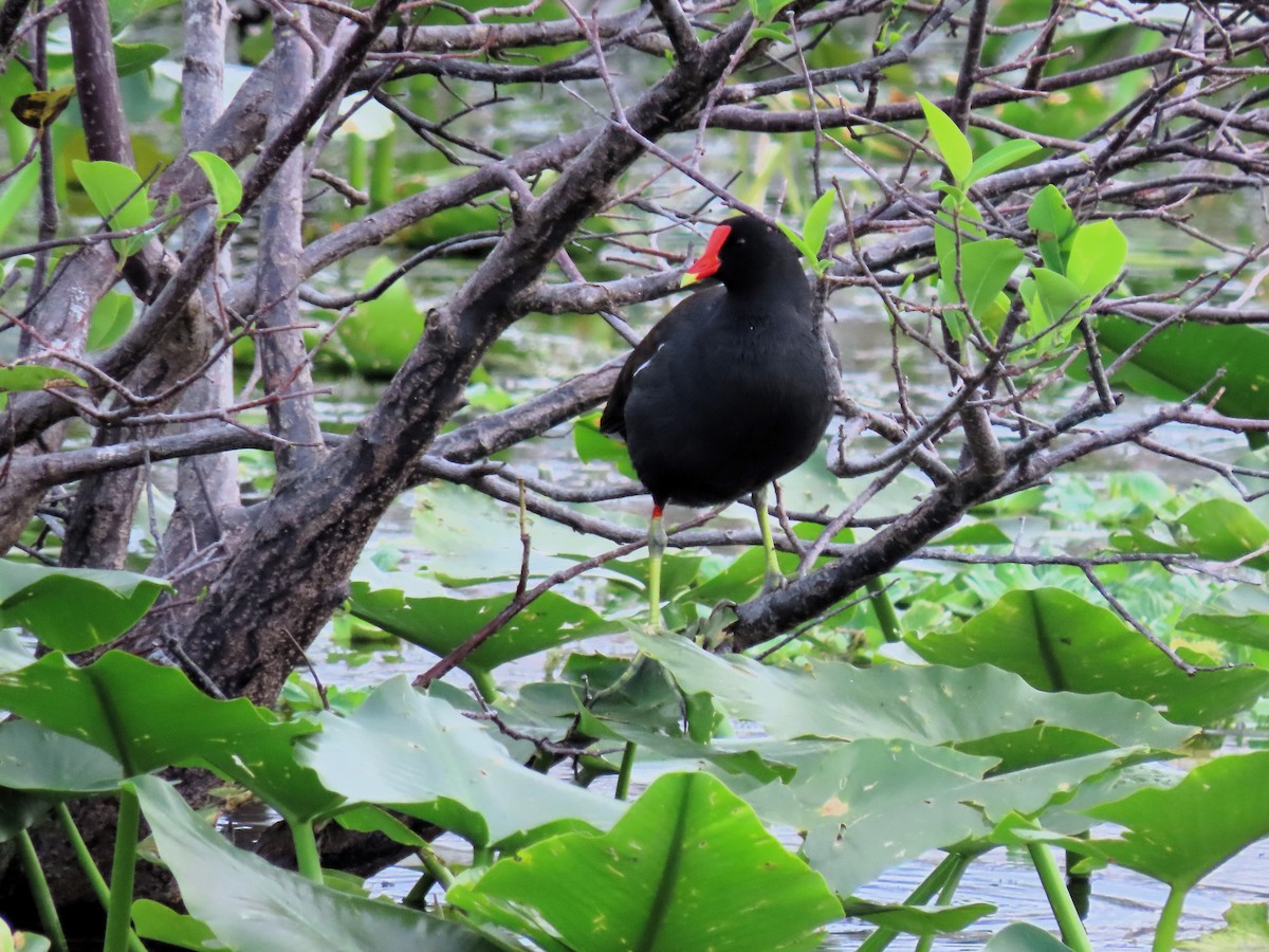 Common Gallinule - ML614651841