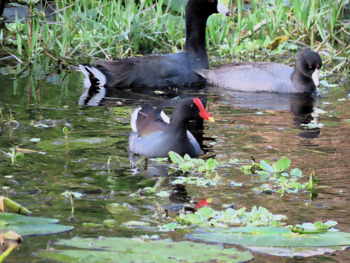 Common Gallinule - ML614651842