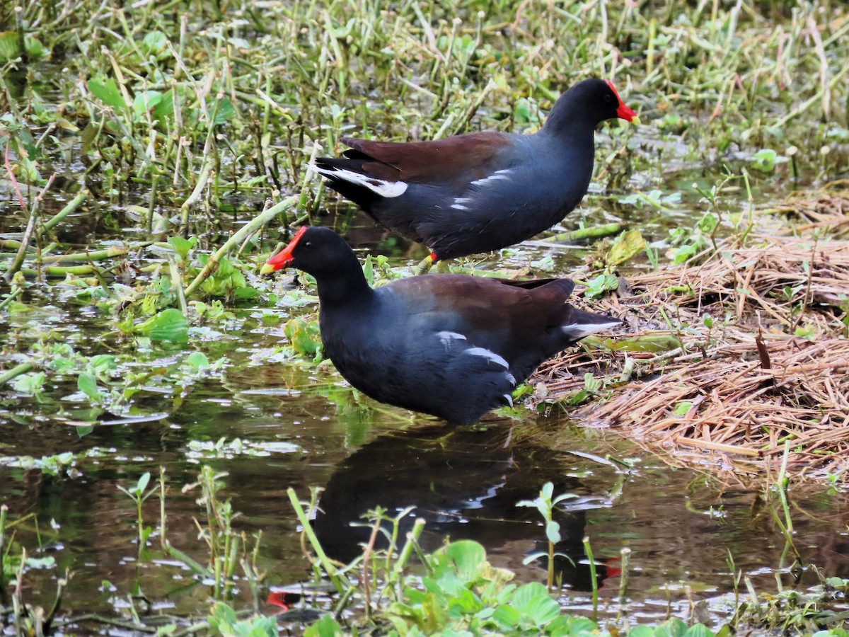 Common Gallinule - ML614651844