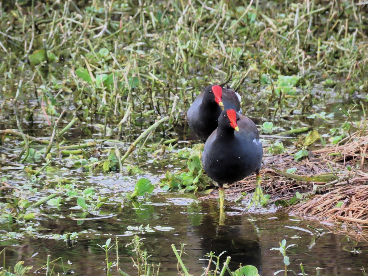 Common Gallinule - ML614651845