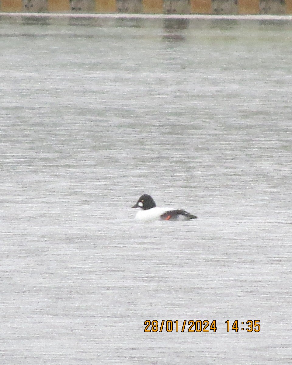 Common Goldeneye - ML614651857