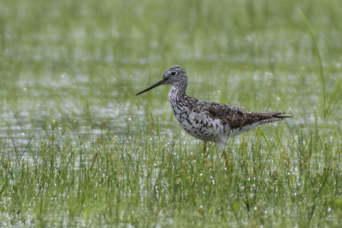 Greater Yellowlegs - ML614651885