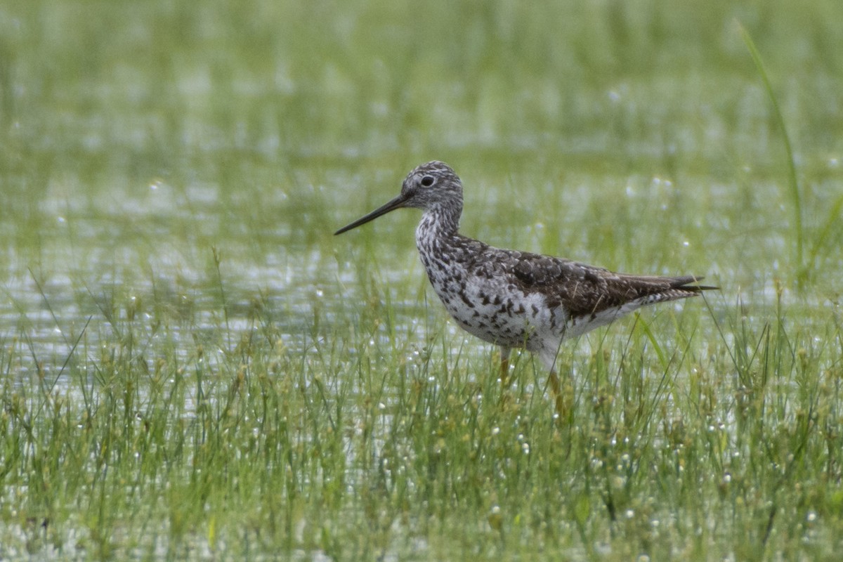 Greater Yellowlegs - ML614651885