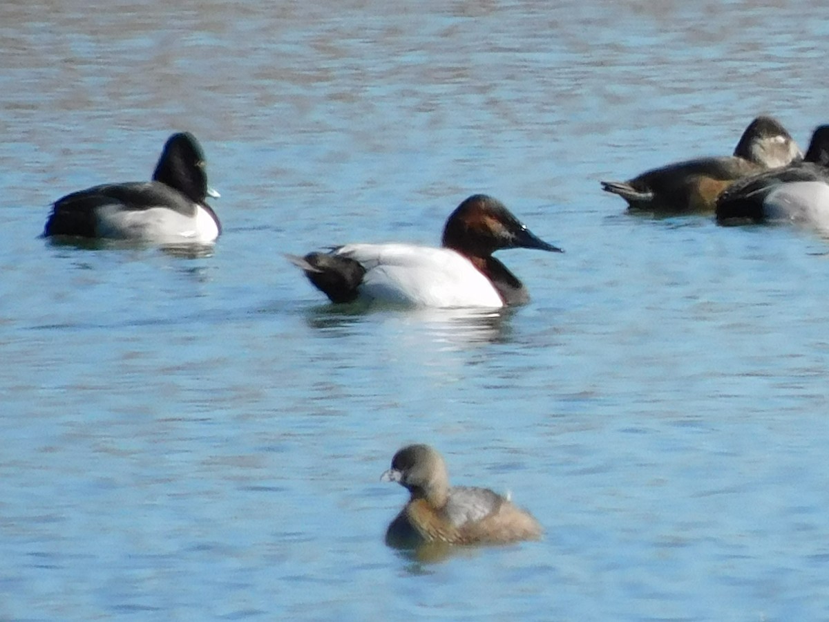 Pied-billed Grebe - ML614651904