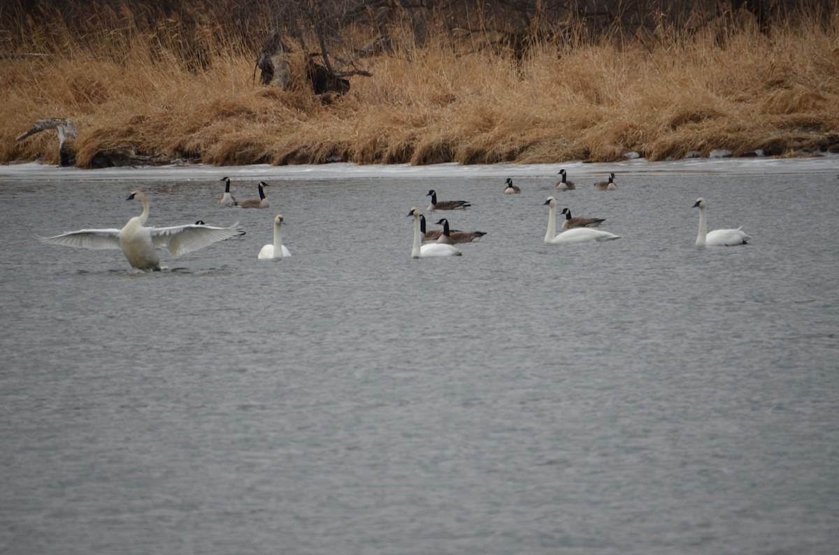 Trumpeter Swan - ML614651920